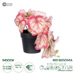 GloboStar® Artificial Garden RED BEGONIA PLANT 20948 Διακοσμητικό Φυτό Κόκκινη Μπιγόνια Φ23 x Υ16cm