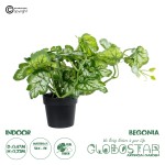 GloboStar® Artificial Garden BEGONIA PLANT 20958 Διακοσμητικό Φυτό Βιγόνια Φ47 x Υ22cm