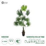 GloboStar® Artificial Garden SERENOA PALM PLANT 20972 Διακοσμητικό Φυτό Φοίνικα Σερενόα Φ103 x Υ180cm