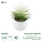 GloboStar® Artificial Garden SUCCULENT SENECIO 20997 Διακοσμητικό Φυτό Παχύφυτο Σενέκιο Υ12cm