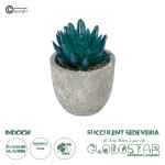 GloboStar® Artificial Garden SUCCULENT SEDEVERIA POTTED PLANT 21018 Διακοσμητικό Φυτό Σεδεβέρια  Φ6,5 x Υ9cm