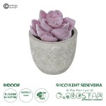 GloboStar® Artificial Garden SUCCULENT SEDEVERIA POTTED PLANT 21028 Διακοσμητικό Φυτό Σεδεβέρια  Φ5x Υ11cm