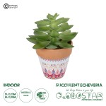 GloboStar® Artificial Garden SUCCULENT ECHEVERIA POTTED PLANT 21048 Διακοσμητικό Φυτό Εχεβέρια Φ13 x Υ18cm