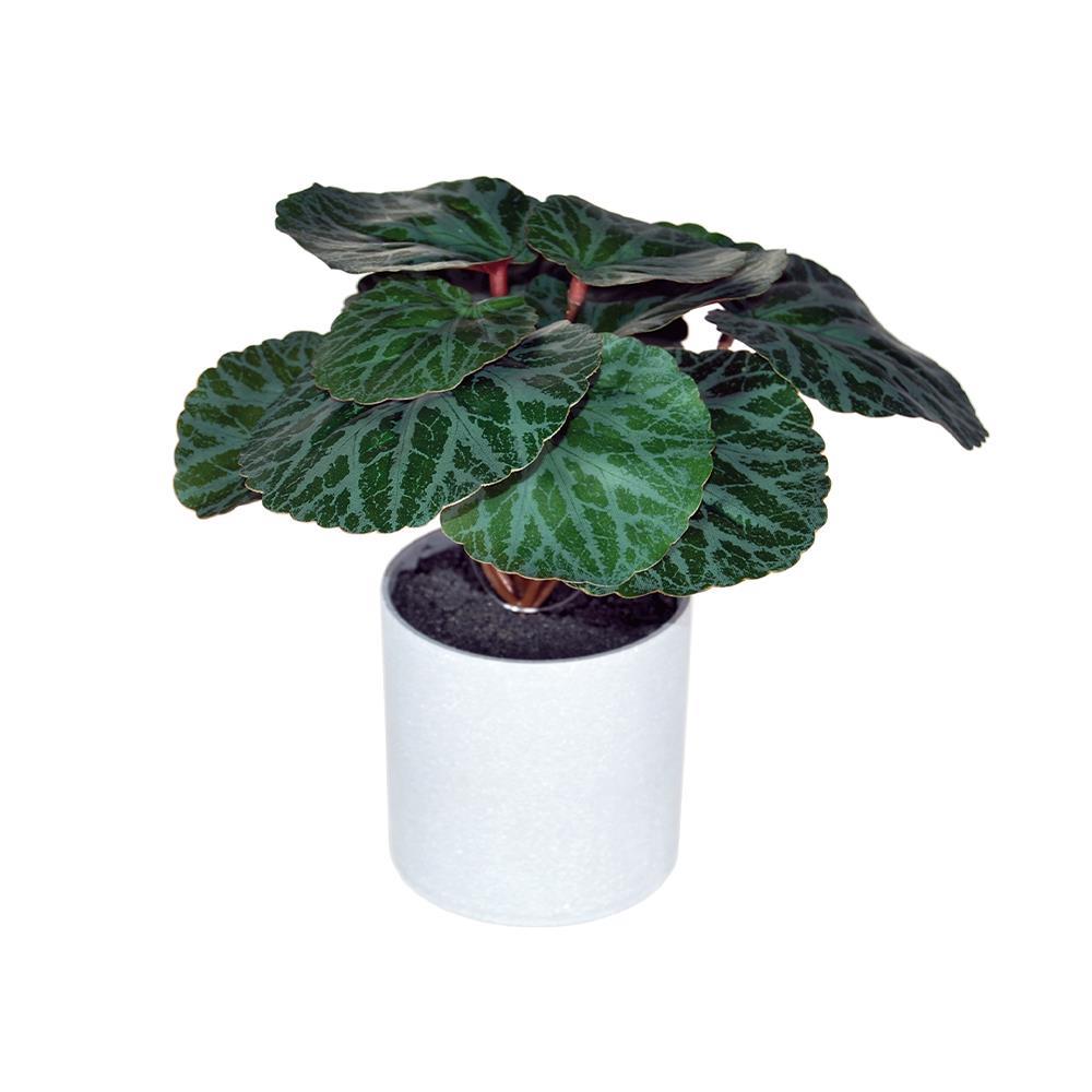 Φυτό τεχνητό Μπιγκόνια 18εκ., σε γκρι πλαστικό γλαστράκι Ø8xΥ8εκ.