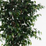 Διακοσμητικό φυτό σε γλάστρα Banyan Inart πράσινο Φ95x180εκ