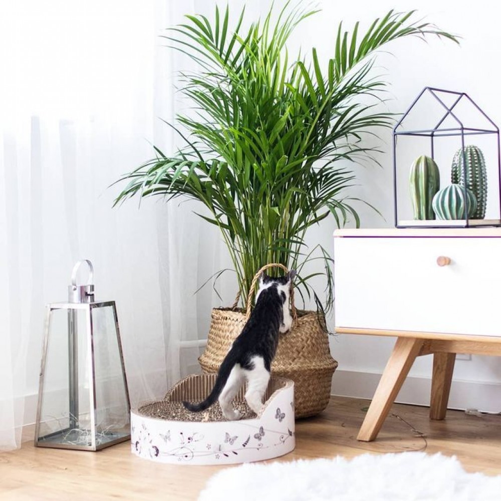 Κομοδίνο Nature-Drus-Leuko