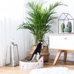 Κομοδίνο Nature-Drus-Leuko