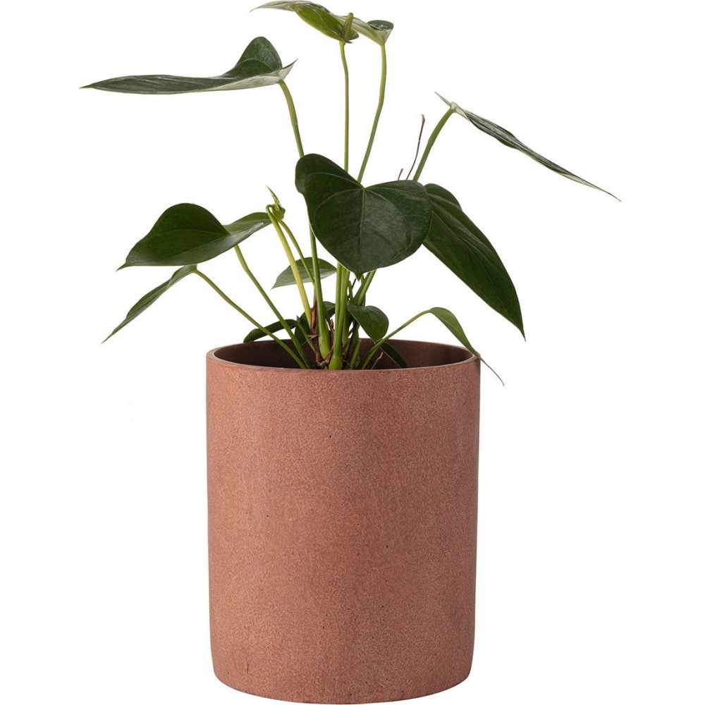 Κασπώ Redo plus